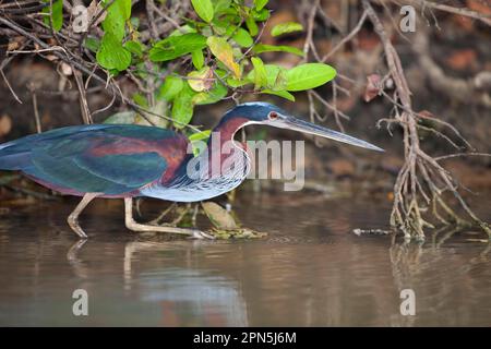 Agami Reiher (Agamia agami) Erwachsener, jagen im Fluss, Pixaim River, Pantanal, Mato Grosso, Brasilien Stockfoto