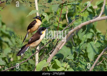 Stechmücke, Donacobius (Donacobius atricapilla), Stechmücken, Singvögel, Tiere, Vögel, Donacobius-Erwachsenenpaar mit schwarzem Verschluss Stockfoto