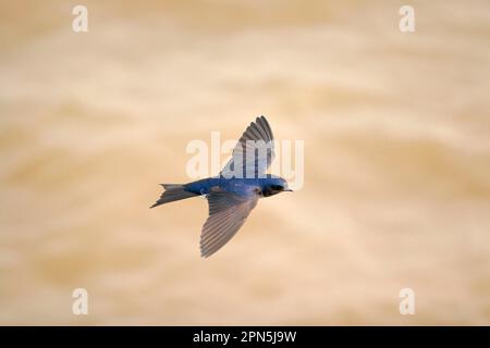 GraubrustMartin (Progne chalybea), Erwachsener, im Flug, Kolonien, Uruguay Stockfoto