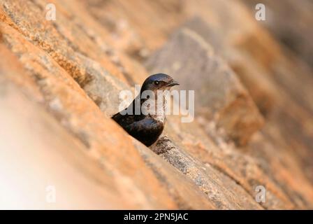 Graubrüste Martin (Progne chalybea), Erwachsener, aus dem Stamm in der Wand, Kolonien, Uruguay Stockfoto