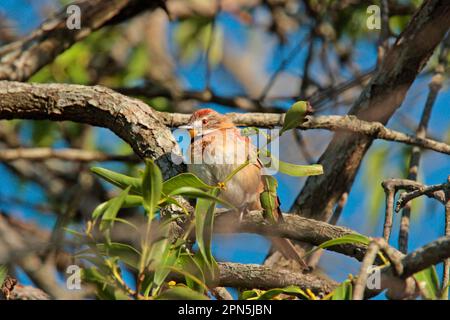 Chotoy Spinetail (Schoeniophylax phryganophilus), Erwachsener, hoch oben auf dem Ast, Colonia Carlos Pellegrini, Corrientes, Argentinien Stockfoto