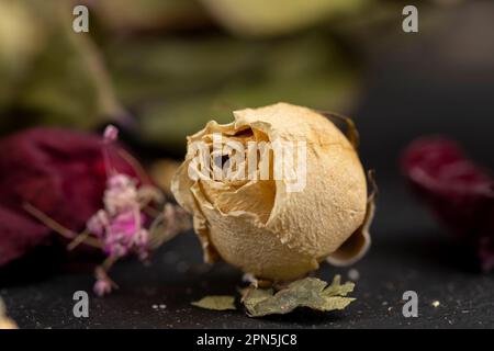 Eine alte getrocknete Rose mit vielen zerbrochenen Knospenblüten, eine alte trockene Rose mit Krümeln von trockenen Blütenblättern Stockfoto