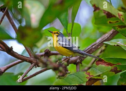 Saint Lucia Warbler (Setophaga delicata), Erwachsener, hoch oben auf dem Zweig, Fond Doux Plantation, St. Lucia, Windward Islands, Kleine Antillen Stockfoto