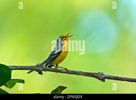 Saint Lucia Warbler (Setophaga delicata) Erwachsener, singend, hoch oben auf dem Zweig, Fond Doux Plantation, St. Lucia, Windward Islands, Kleine Antillen Stockfoto