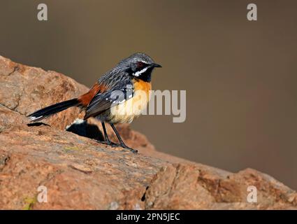 Drakensberg Rockjumper (Chaetops aurantius) männlich, männlich, auf einem Felsen stehend, Sani Pass, Drakensberg Mountains, Lesotho Stockfoto