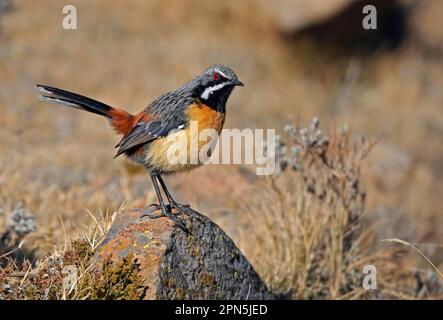 Drakensberg Rockjumper (Chaetops aurantius) männlich, männlich, auf einem Felsen stehend, Sani Pass, Drakensberg Mountains, Lesotho Stockfoto