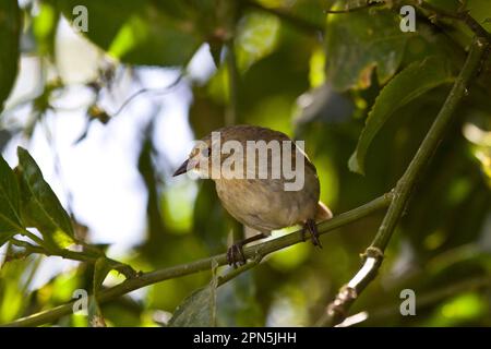 Warbler Finch, Warbler Finch (Certhidea olivacea), Darwin Finch, Singvögel, Tiere, Vögel, Finken, Green Warbler Finch Erwachsener, jüngste Studien schon Stockfoto