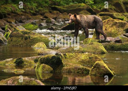 Ausgewachsener Grizzlybär (Ursus arctos horribilis), Lachsfischen, Wandern auf Felsen im gemäßigten Regenwaldfluss an der Küste, Durchfahrt im Inneren, Küste Stockfoto