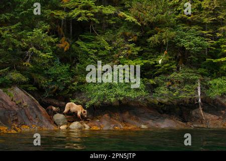 Grizzlybär (Ursus arctos horribilis), weiblich und jung, wandern an der Küste im gemäßigten Küstenregenwald, in Passage, Küste Stockfoto