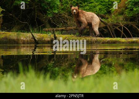 Ausgewachsener Grizzlybär (Ursus arctos horribilis) auf einem Baumstamm am Rand der Mündung bei Flut, im gemäßigten Küstenregenwald, Innenbereich Stockfoto