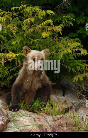 Ein junger Grizzlybär (Ursus arctos horribilis), der sich von Felsen ernährt, hoch oben auf Felsen im gemäßigten Regenwald an der Küste, im Inneren, an der Küste Stockfoto