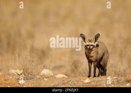 Flederohr-Fuchs, Flederohr-Fuchs ausgewachsen, steht auf dem Bergrücken, Namib-Naukluft-Wüste, Namibia, August, Hundearten, Raubtiere, Säugetiere, Tiere Stockfoto