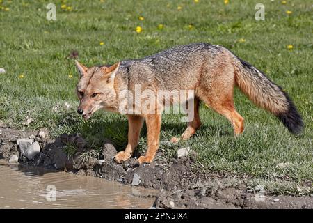 Culpeo (Lycalopex culpaeus) Zorro, Erwachsener, trinkend aus Pfütze am Straßenrand, Torres del Paine N. P. Südpatagonien, Chile Stockfoto