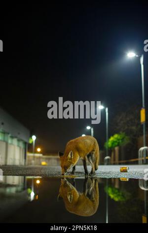 Europäischer Roter Fuchs (Vulpes vulpes), Erwachsener, riechender Boden, steht neben einer Pfütze mit Reflexion im städtischen Parkplatz bei Nacht, London, England, United Stockfoto