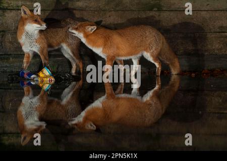 Europäischer Roter Fuchs (Vulpes vulpes) zwei Erwachsene, die in flachem Wasser mit Reflexion in der Stadt bei Nacht stehen, Norwich, Norfolk, England, Vereinigtes Königreich Stockfoto