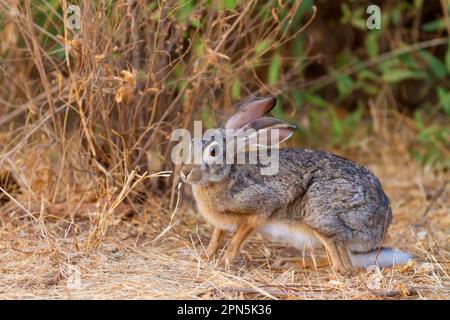 Berghasen, Berghasen, Berghasen (Lepus saxatilis), Buschhasen, Berghasen, Hasen, Nagetiere, Säugetiere, Tiere, Scrub Hare Erwachsene, wachsam Stockfoto