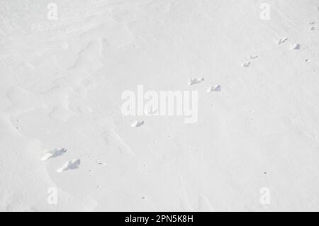 Berghasen (Lepus timidus) Fußabdrücke mit aneinander angeordneten Hinterfüßen und den kleineren Vorderfüßen, die Schnee an Bergseiten überqueren, Cairn Gorm Stockfoto