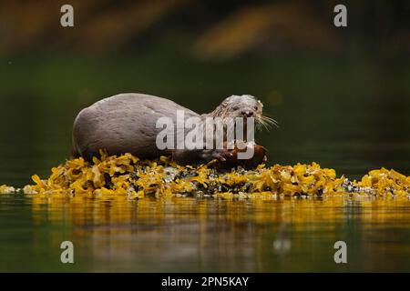 North American River Otter (Lontra canadensis), Erwachsener, mit vernarbtem Kopf und Nase, Fütterung von Krabben im Einlass des gemäßigten Küstenregenwalds, im Inneren Stockfoto