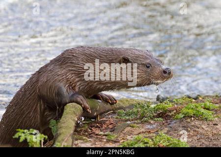 Europäischer Otter (Lutra lutra), Europäischer Otter, Martenarten, Raubtiere, Säugetiere, Tiere, Europäischer Otter, ausgewachsen, aus dem Fluss, Fluss Thet Stockfoto