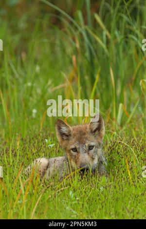 Grauer Wolf (Canis Lupus), der im Sumpfgebiet ruht, gemäßigter Küstenregenwald, Küstenberge, Regenwald der Großen Bären, Britisch-Kolumbien Stockfoto