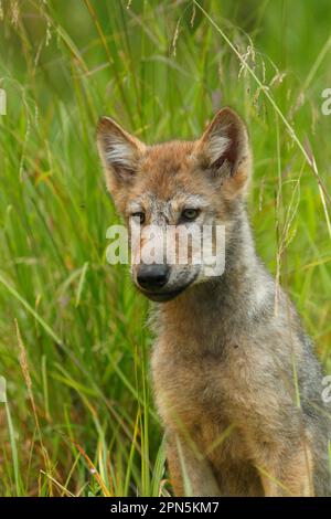 Grauer Wolf (Canis Lupus), Nahaufnahme von Kopf und Brust, sitzt im Sumpfgebiet, gemäßigter Küstenregenwald, Küstenberge, großer Bär Stockfoto