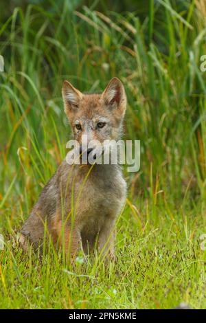 Grauer Wolf (Canis lupus), der im Sumpfgebiet, im gemäßigten Küstenregenwald, in den Bergen der Küste, im Regenwald der Großen Bären, Britisch-Kolumbien Stockfoto