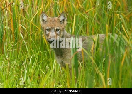 Grauer Wolf (Canis lupus), steht im Sumpfgebiet, gemäßigter Küstenregenwald, Küstenberge, Regenwald der Großen Bären, Britisch-Kolumbien Stockfoto