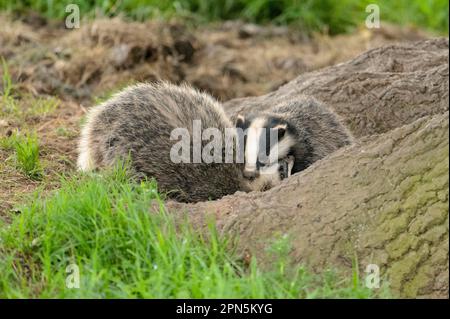 Eurasian Badger (Meles meles) Two Cubs, Playfight neben Baumwurzeln bei sett, Blithfield, Staffordshire, England, Großbritannien Stockfoto