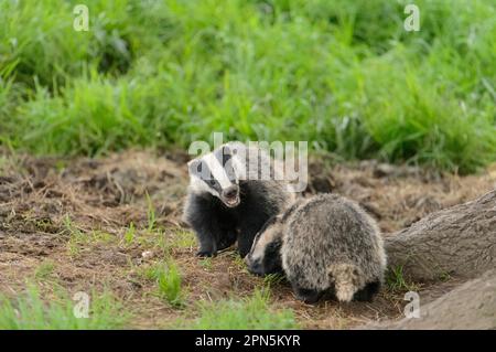 Eurasian Badger (Meles meles) Two Cubs, Playfighting bei sett, Blithfield, Staffordshire, England, Vereinigtes Königreich Stockfoto