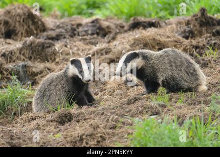 Eurasian Badger (Meles meles) Two Cubs, Sitting near sett, Blithfield, Staffordshire, England, Vereinigtes Königreich Stockfoto