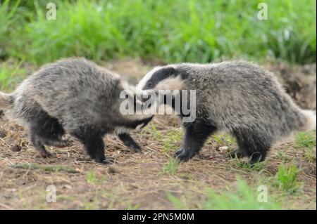 Eurasian Badger (Meles meles) Two Cubs, Playfighting bei sett, Blithfield, Staffordshire, England, Vereinigtes Königreich Stockfoto