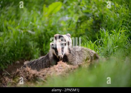 Eurasischer Badger (Meles meles), Erwachsene und Jungtiere, stehend bei sett, Blithfield, Staffordshire, England, Vereinigtes Königreich Stockfoto