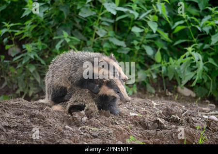 Eurasian Badger (Meles meles) Two Cubs, Playfight am sett Entrance, Blithfield, Staffordshire, England, Großbritannien Stockfoto