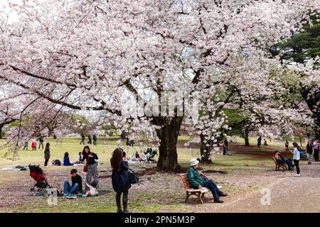 Tokio Japan April 2023 Kirschblüten blühende Einheimische und Besucher im Shinjuku Gyoen Park (Hanami) Picknick die Kirschblüte, Japan, Asien Stockfoto