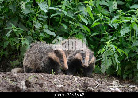 Eurasian Badger (Meles meles) Two Cubs, Stand am sett Entrance, Blithfield, Staffordshire, England, Vereinigtes Königreich Stockfoto