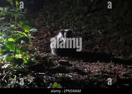 Dachs, europäischer Dachs (Meles meles), Martenarten, Raubtiere, Säugetiere, Tiere, Eurasischer Badger, Erwachsener, steht nachts auf dem Waldboden Stockfoto