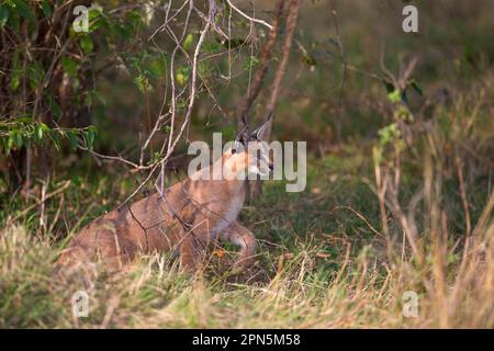 Caracal (Caracal Caracal), ausgewachsene, jagnde Beute in der Savanne, Masai Mara National Reserve, Kenia Stockfoto