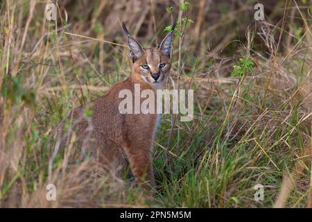 Caracal (Caracal Caracal), Erwachsener, sitzt in Savannah, Masai Mara National Reserve, Kenia Stockfoto