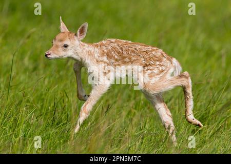 Fallow Deer (Dama dama), neugeborenes Fröschchen, beim ersten Mal auf den Füßen unsicher, Suffolk, England, Großbritannien Stockfoto