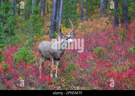 Maultierwild (Odocoileus hemionus), Maultierwild, Großohriger Hirsch, Großohriger Hirsch, Hirsch, Huftiere, Paarhufer, Säugetiere, Tiere, Maultier-Hirsch-Bock, Ich stehe Stockfoto