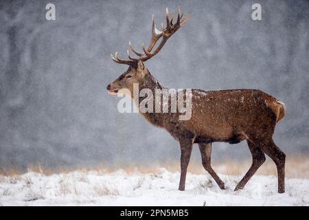 Rotwild (Cervus elaphus), Hirsch auf Schnee während des Schneefalls, Richmond Park, Surrey, England, Großbritannien Stockfoto