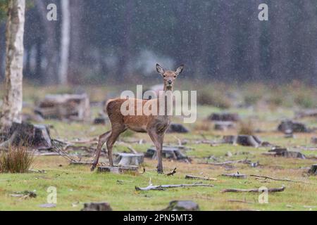 Red Deer (Cervus elaphus) hind, Stand in Waldrodung bei Niederschlägen, Minsmere RSPB Reserve, Suffolk, England, Vereinigtes Königreich Stockfoto