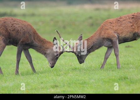 Rotwild (Cervus elaphus) zwei unreife Stags, die während der Rutsche kämpfen, Studley Royal Deer Park, Ripon, North Yorkshire, England, Vereinigtes Königreich Stockfoto