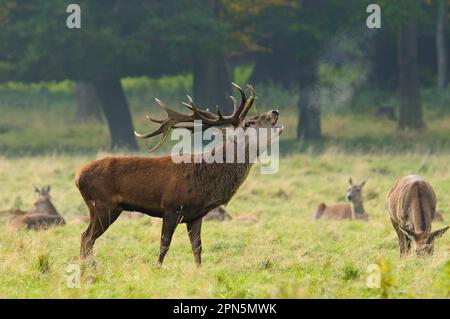 Rotwild (Cervus elaphus), reifer Hirsch, brüllend, mit Hintern im Hintergrund, während der Rutsche, Studley Royal Park, North Yorkshire, England Stockfoto