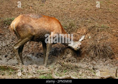 Red Deer (Cervus elaphus) Hind, im Schlamm während der Rutschsaison, Richmond Park, Surrey, England, Vereinigtes Königreich Stockfoto