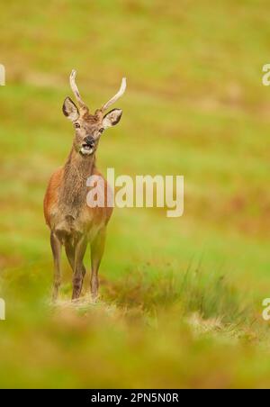 Rotwild (Cervus elaphus), junger Hirsch, mit Samtgeweih, weidend mit offenem Maul, Leicestershire, England, Vereinigtes Königreich Stockfoto