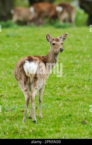 Sika-Hirsch (Cervus nippon) führte Arten ein, Junghirsche auf dem Feld, Arne RSPB Reserve, Dorset, England, Vereinigtes Königreich Stockfoto