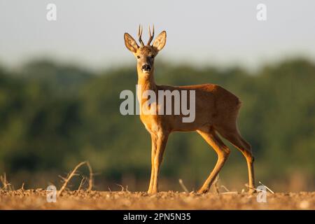 Rotwild, rotwild (Capreolus capreolus), Hirsche, Huftiere, Huftiere, Glatthühner, Säugetiere, Tiere, Western Roe Deer Bock, stehen drauf Stockfoto