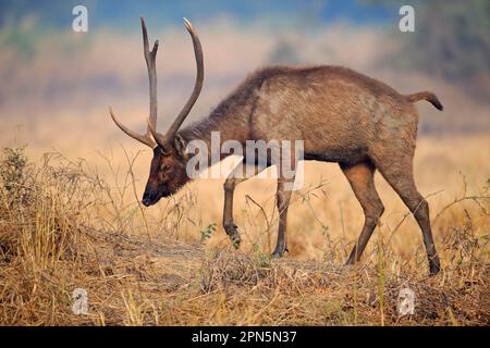 Sambar (Rusa unicolor), männlich, wandelnd, Keoladeo Ghana N. P. (Bharatpur), Rajasthan, Indien Stockfoto