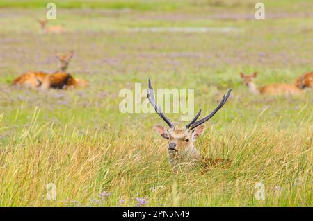 Sika-Hirsch (Cervus nippon) führte Arten ein, Hirsche, die in langem Gras mit Hintern im Hintergrund ruhten, Arne RSPB Reserve, Dorset, England, Vereinigtes Königreich Stockfoto